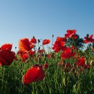 The last poppies